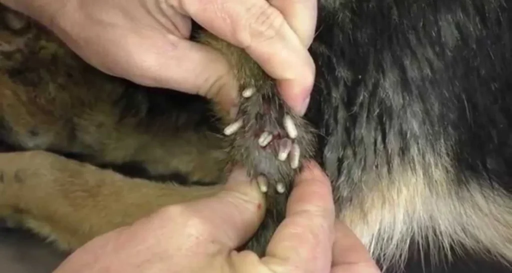 Protect Your Dog from Parasites