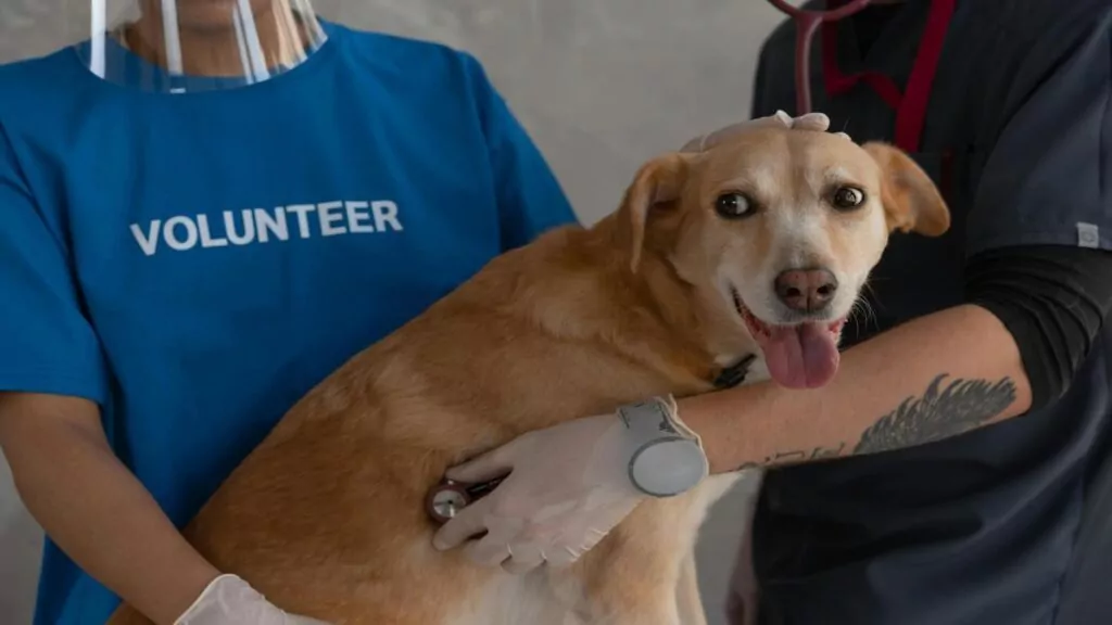 how-to-protect-your-dog-from-parasites