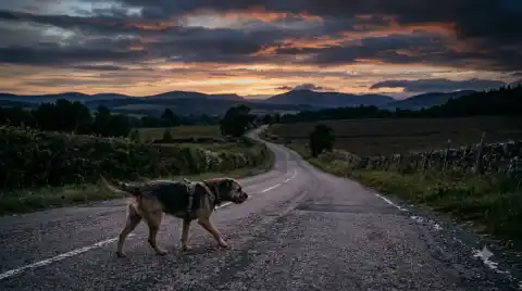 dogs reunited with their families - determined dog walking along a rural road on its long journey home