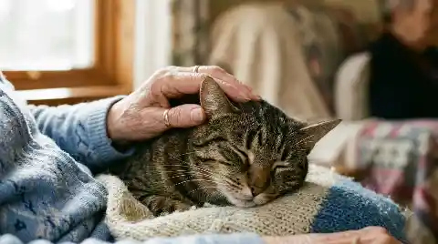 therapy cats bring calm - close-up of a patient gently stroking a relaxed therapy cat