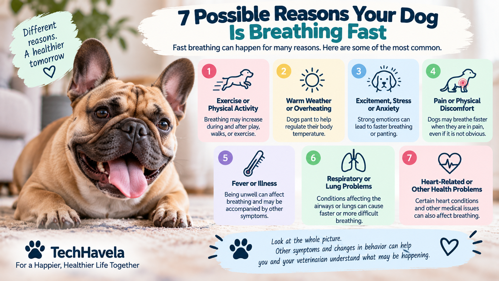 7 possible reasons your dog is breathing fast