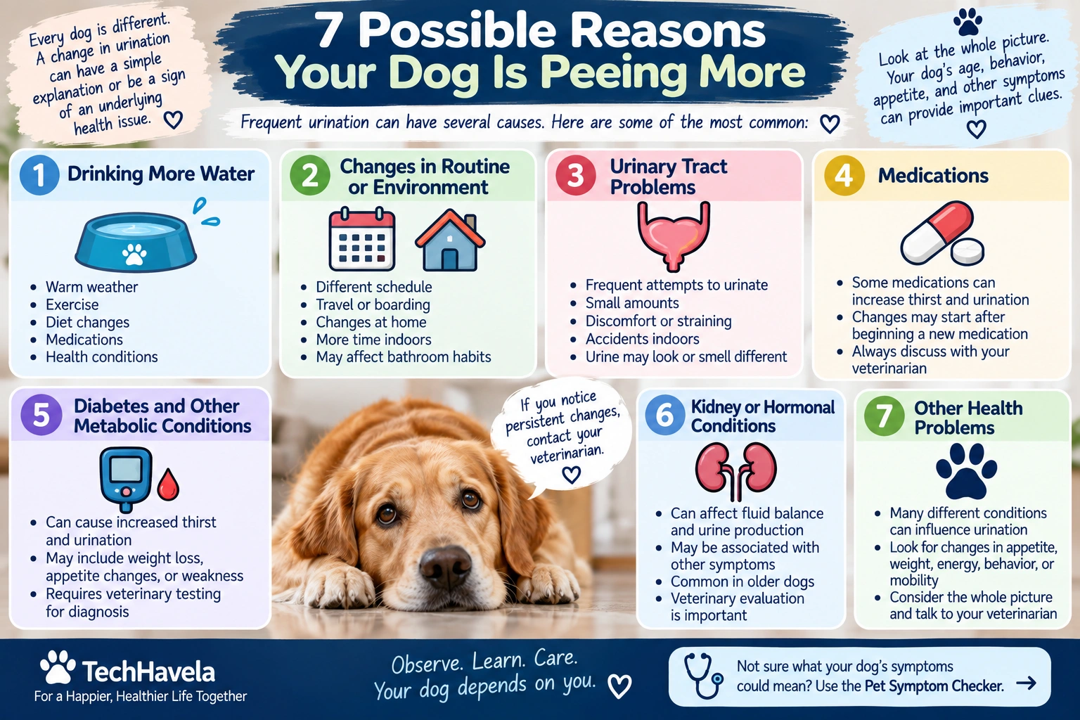 7 possible reasons your dog is peeing more