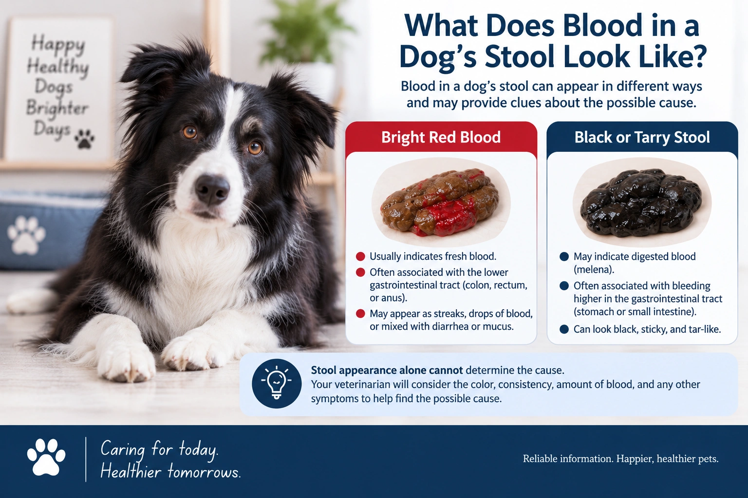 Bright red blood and black or tarry stool in dogs