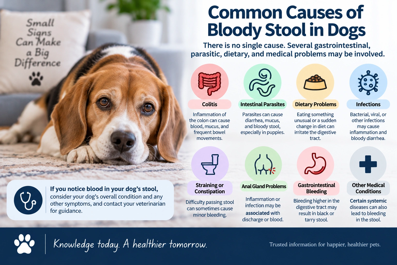 Common possible causes of bloody stool in dogs