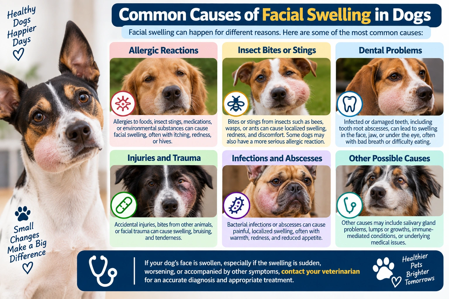 Why Is My Dog's Face Swollen