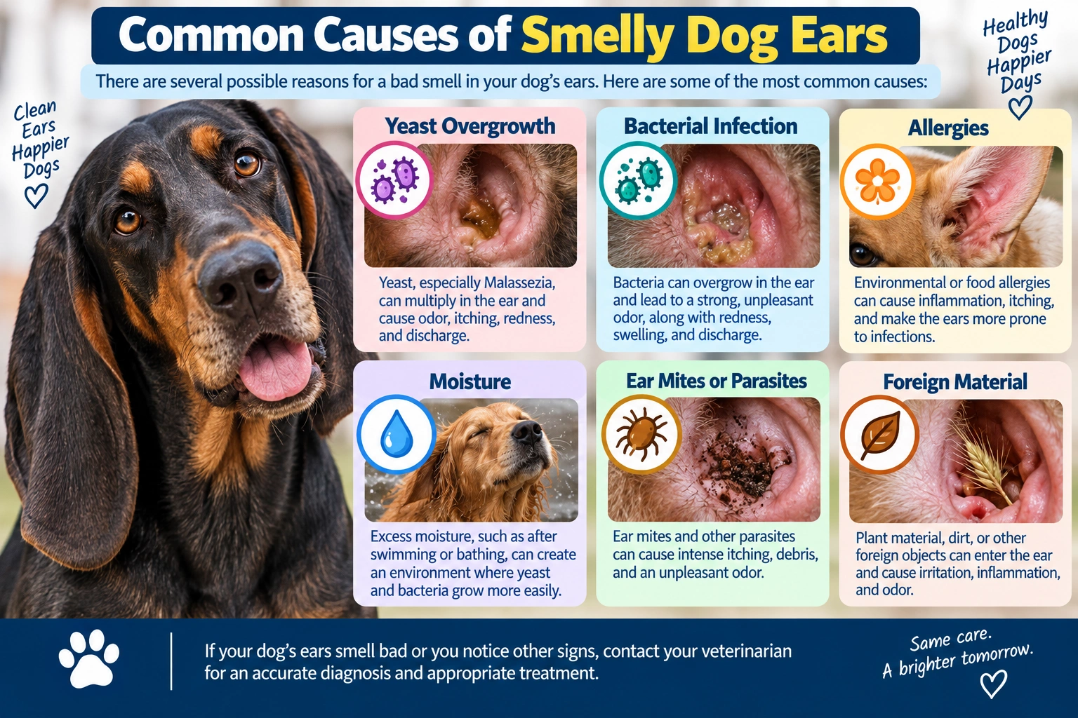 Common causes of smelly dog ears including yeast, bacteria, allergies, moisture, ear mites, and foreign material