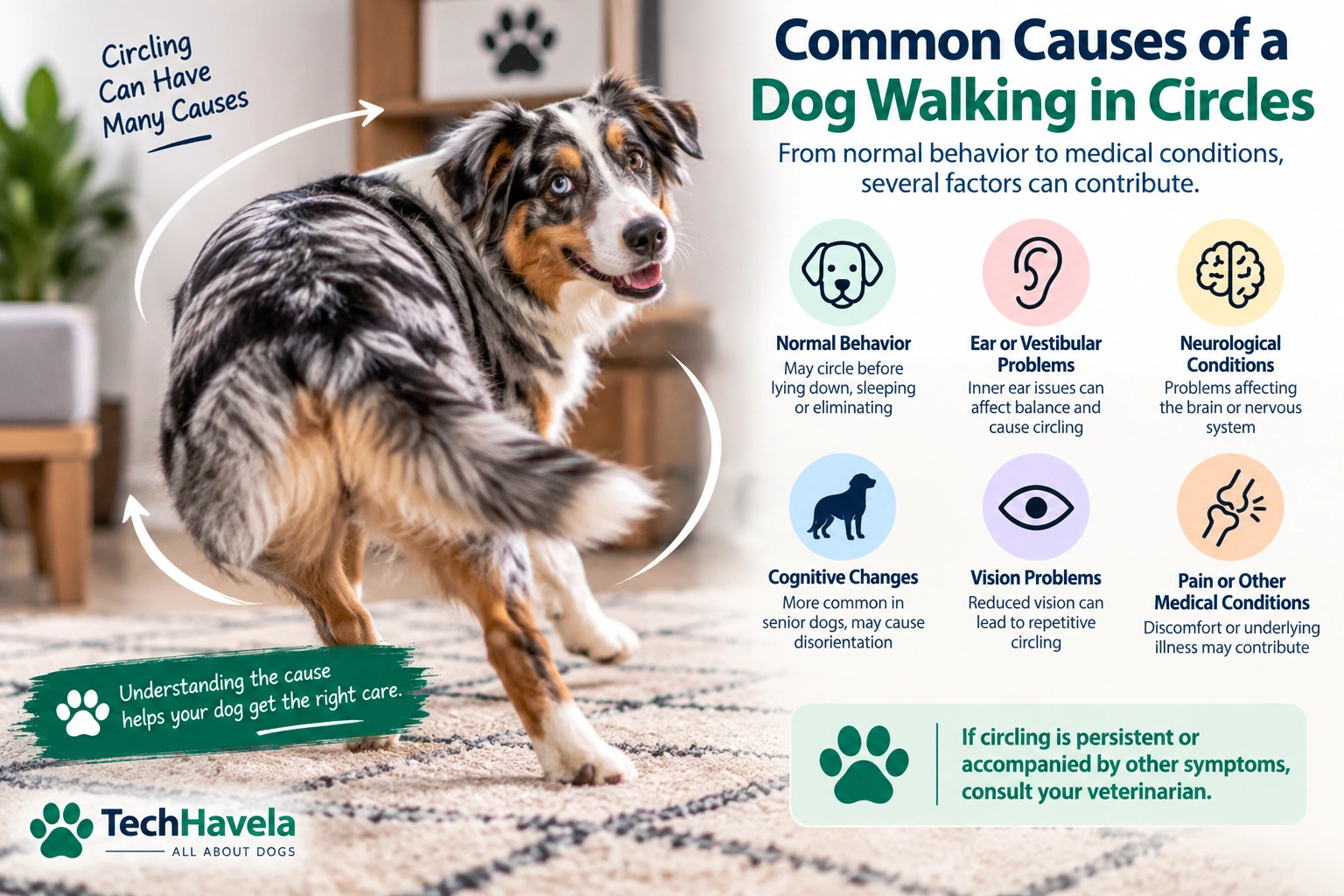 Dog walking in circles with common behavioral and medical causes
