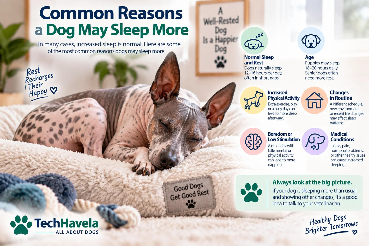 Dog sleeping more with common reasons including age, activity, routine changes, and health problems