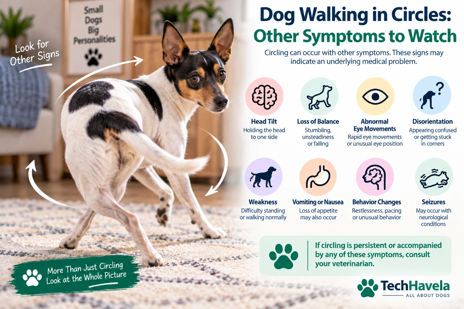 Dog walking in circles with other symptoms including head tilt, balance loss, and disorientation