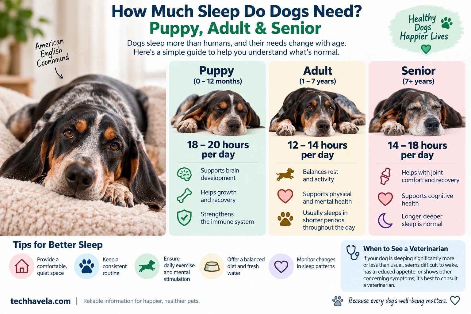 American English Coonhound showing typical sleep needs for puppies, adult dogs, and senior dogs