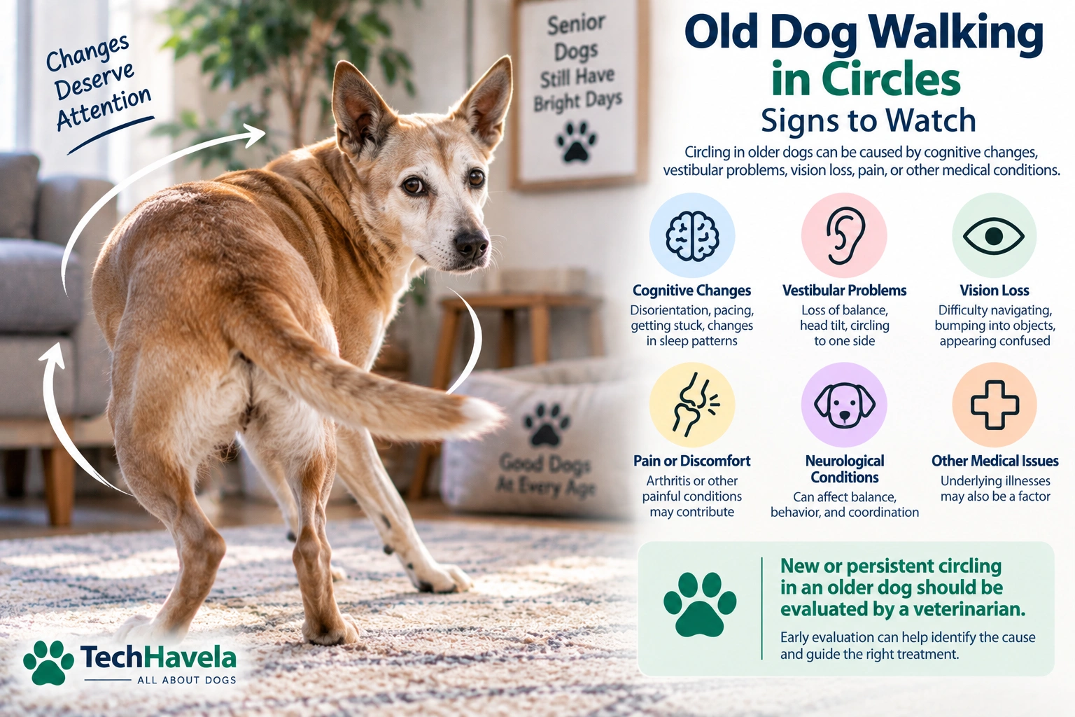 Old dog walking in circles with possible causes and warning signs to watch