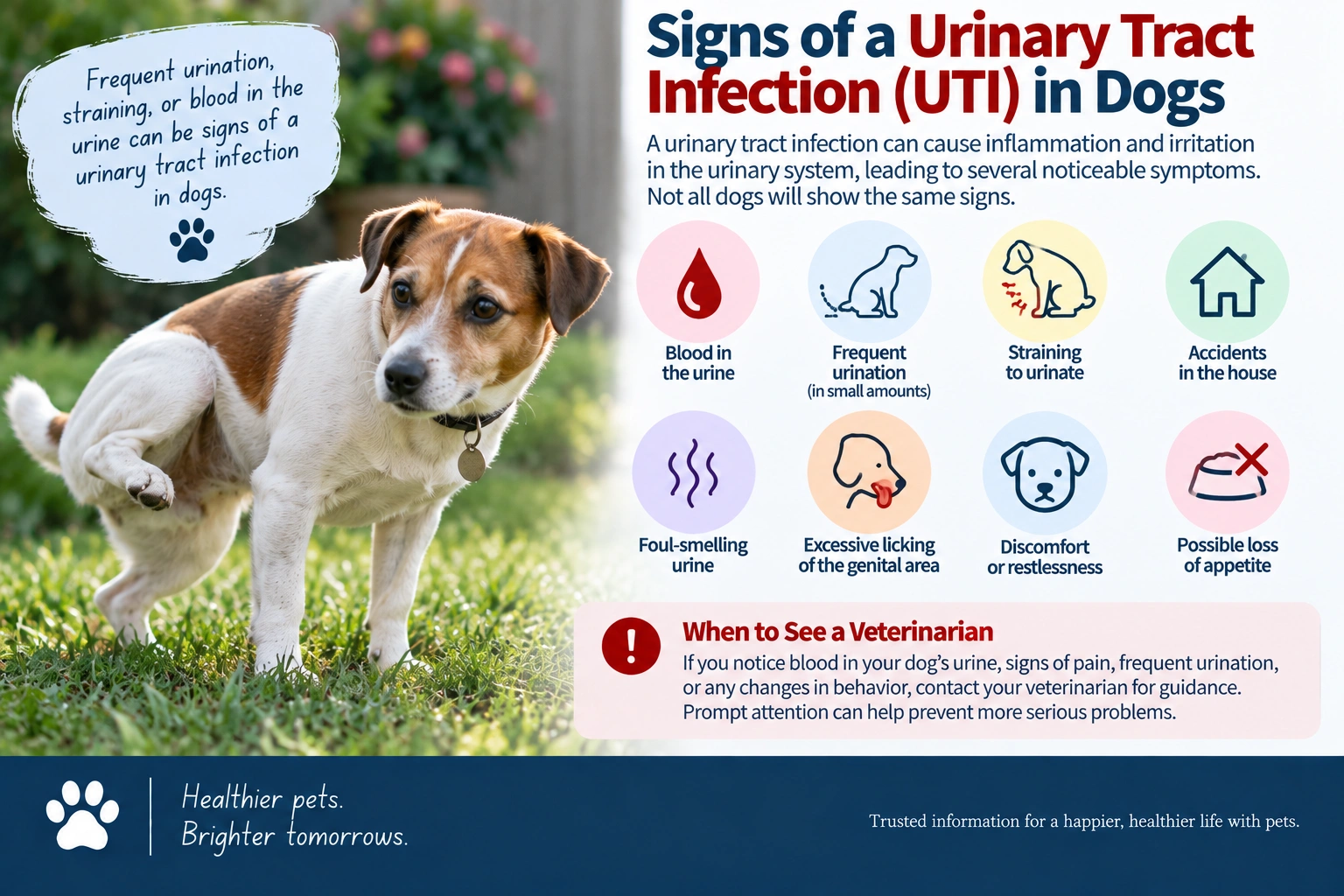 Signs of a urinary tract infection in dogs 