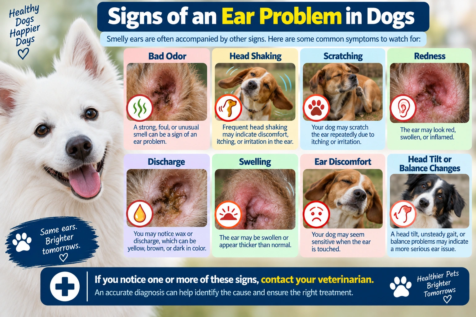 Signs of an ear problem in dogs including bad odor, head shaking, scratching, redness, discharge, and swelling