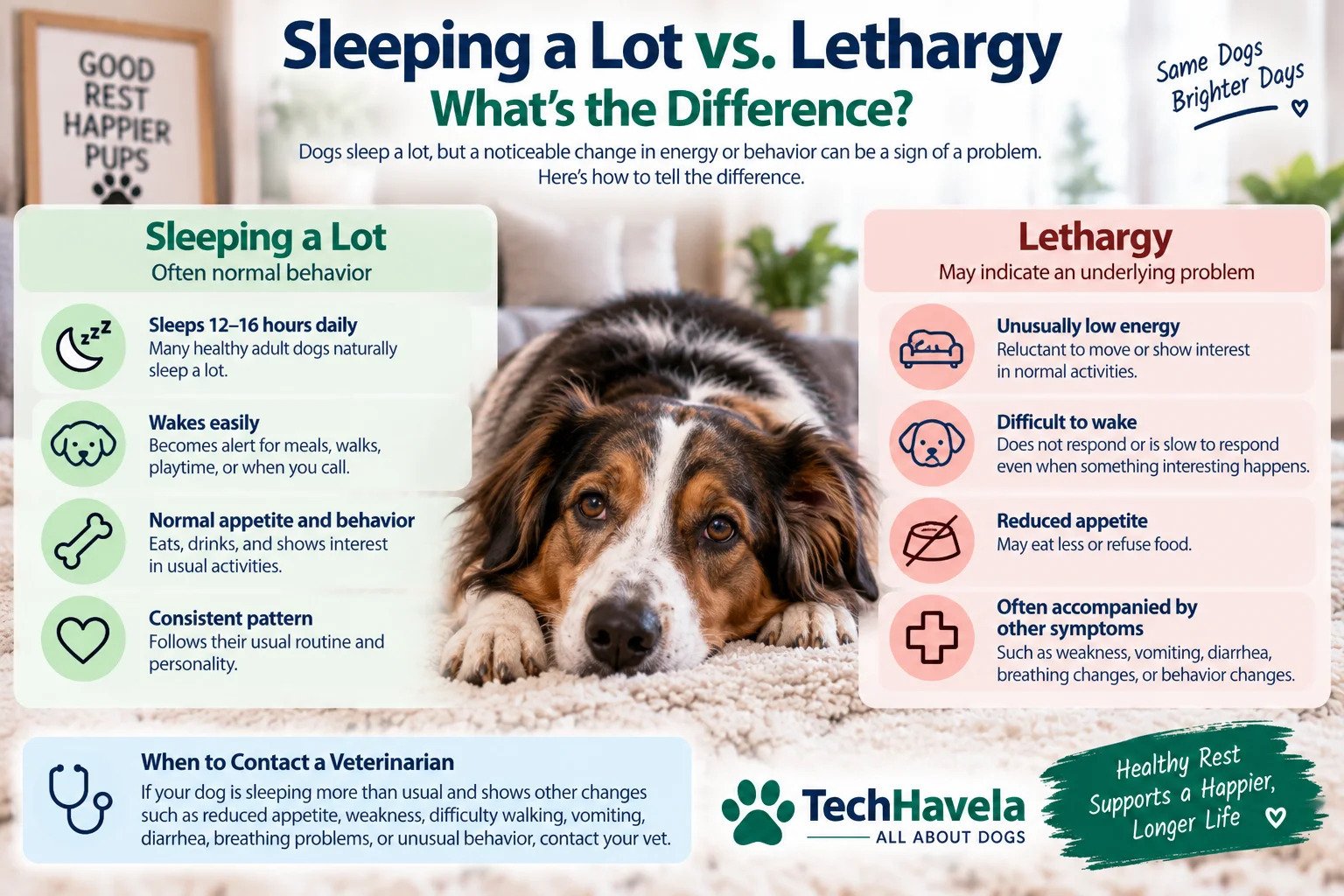 Dog sleeping a lot compared with lethargy and warning signs to watch for