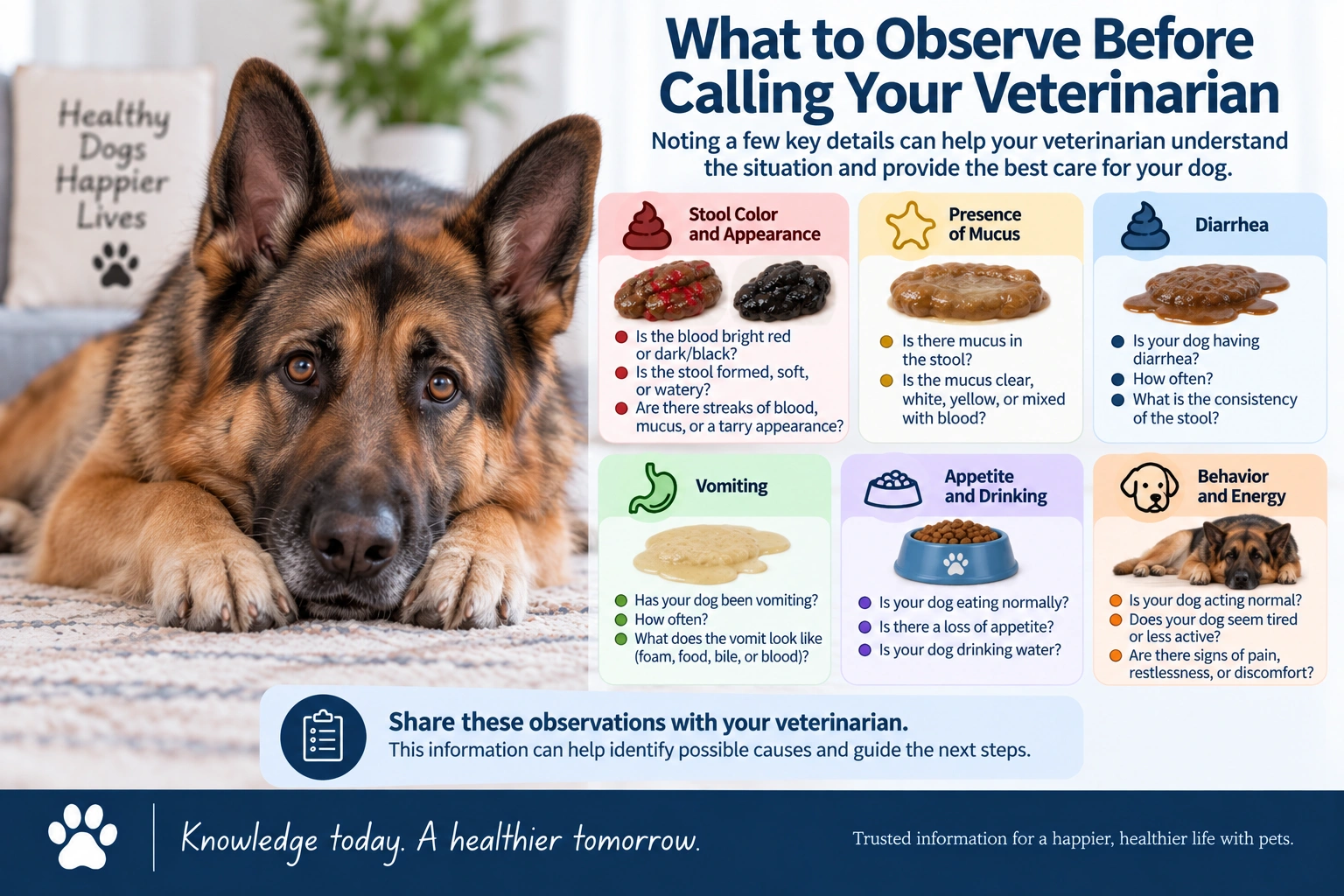 What to observe when a dog has bloody stool before calling a veterinarian