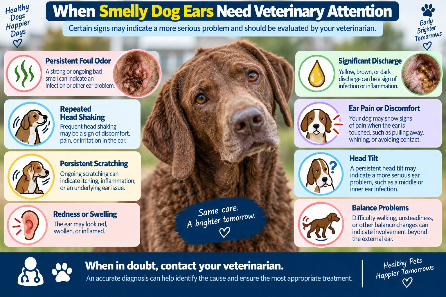Smelly dog ears warning signs that need veterinary attention