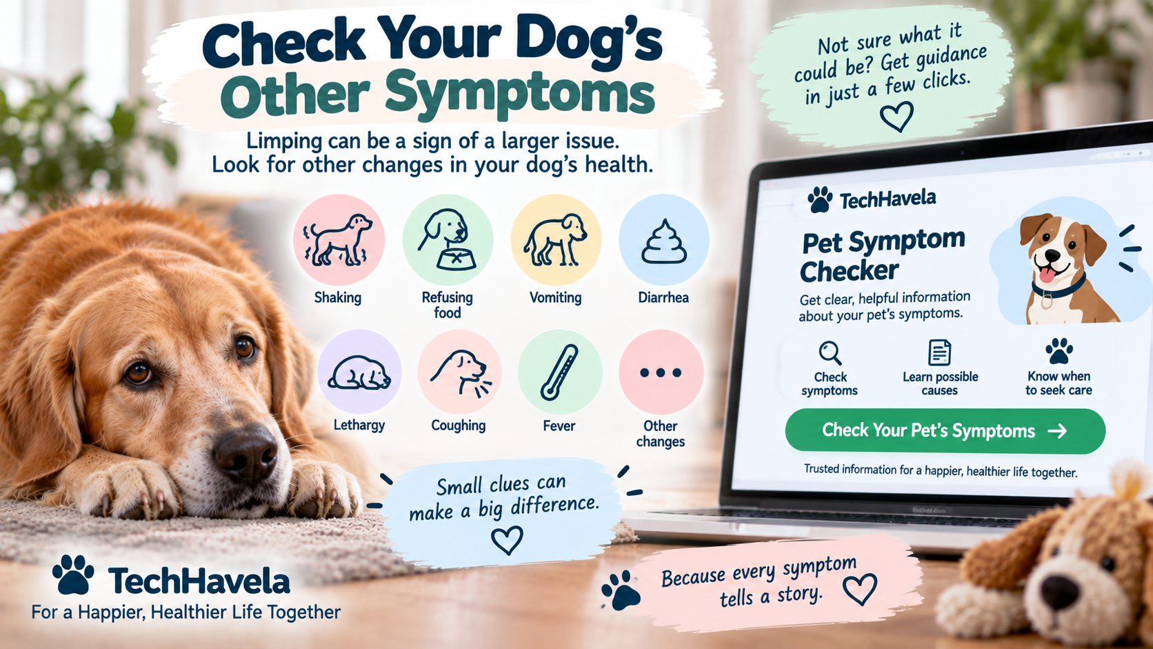 Check other symptoms when your dog is limping