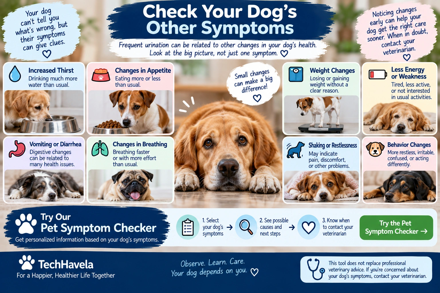 Check other symptoms when your dog is peeing more than usual