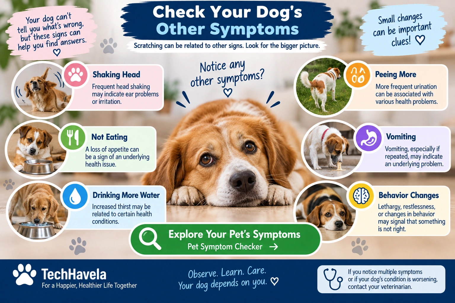 Check other symptoms when your dog is scratching more than usual