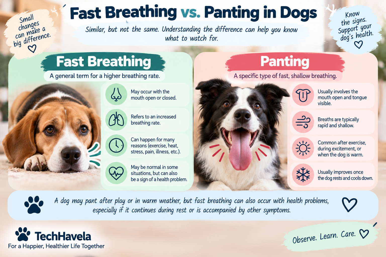 Why Is My Dog Breathing Fast