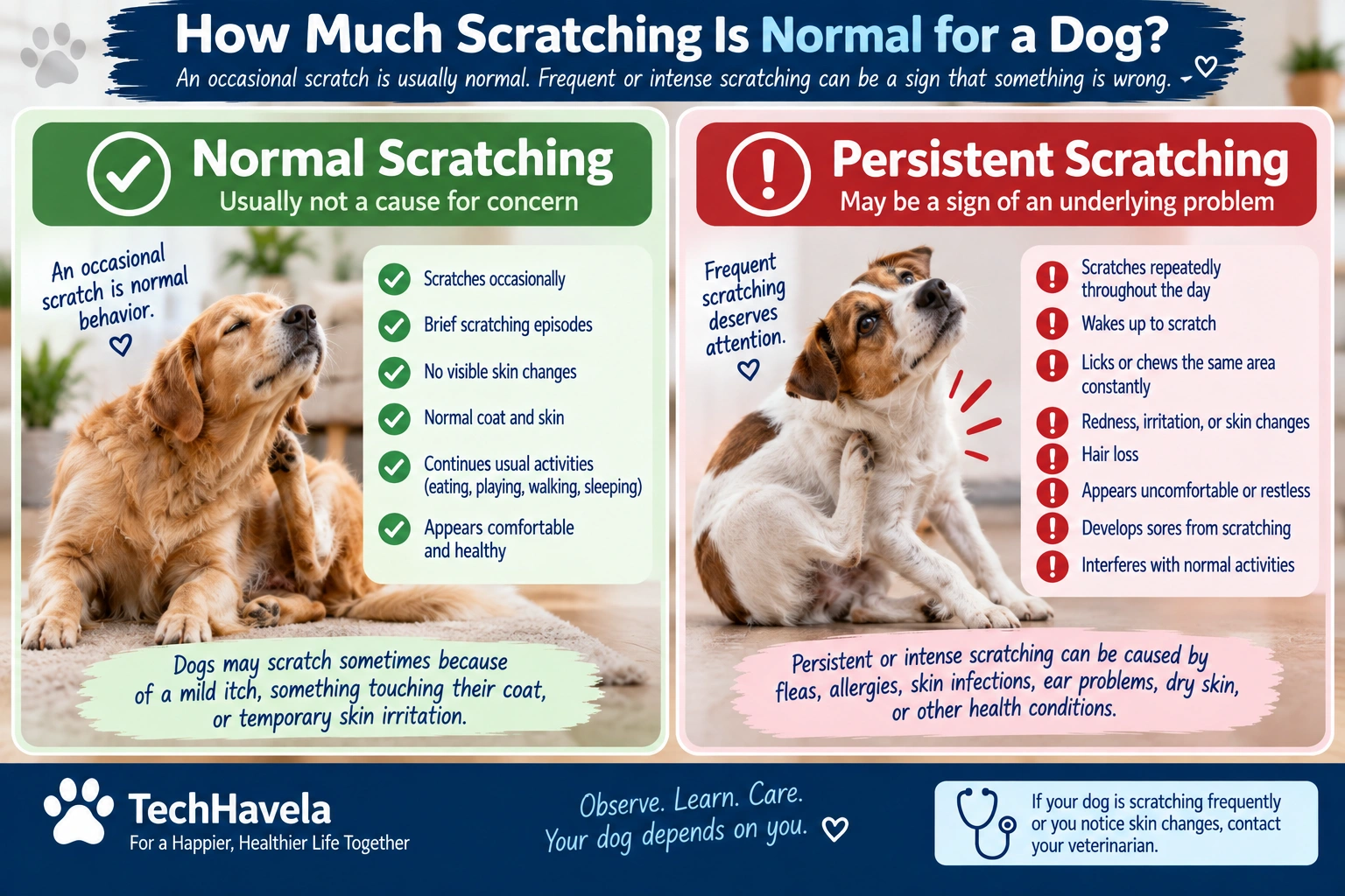 Normal dog scratching vs persistent scratching warning signs
