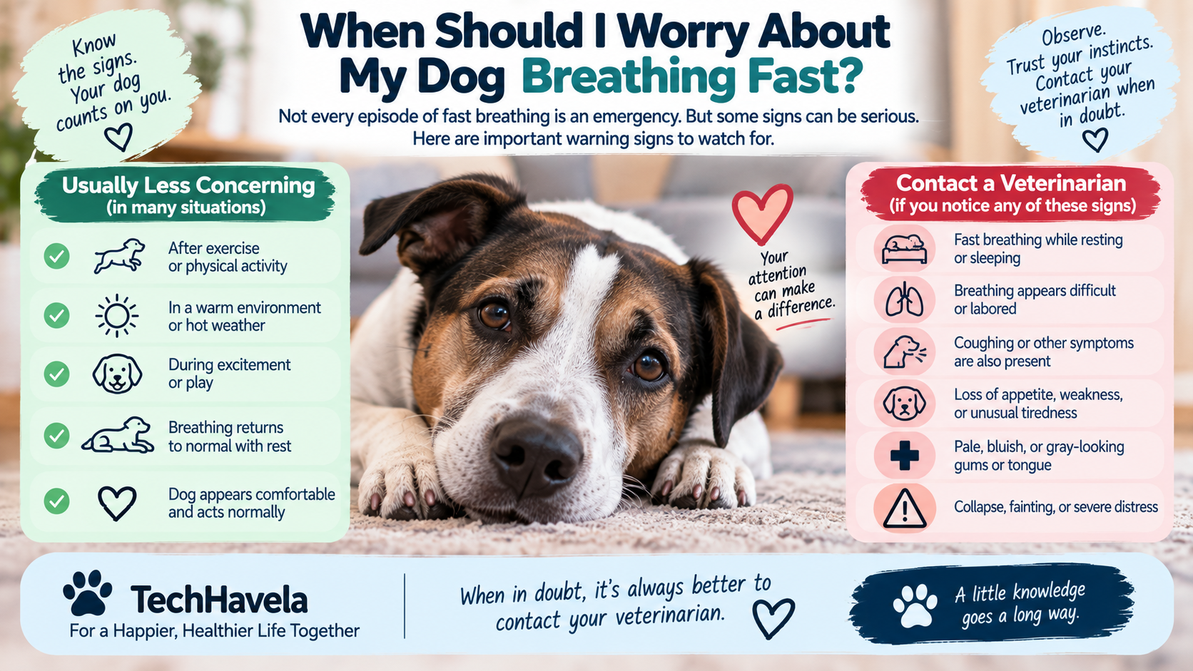 Fast breathing vs difficulty breathing in dogs