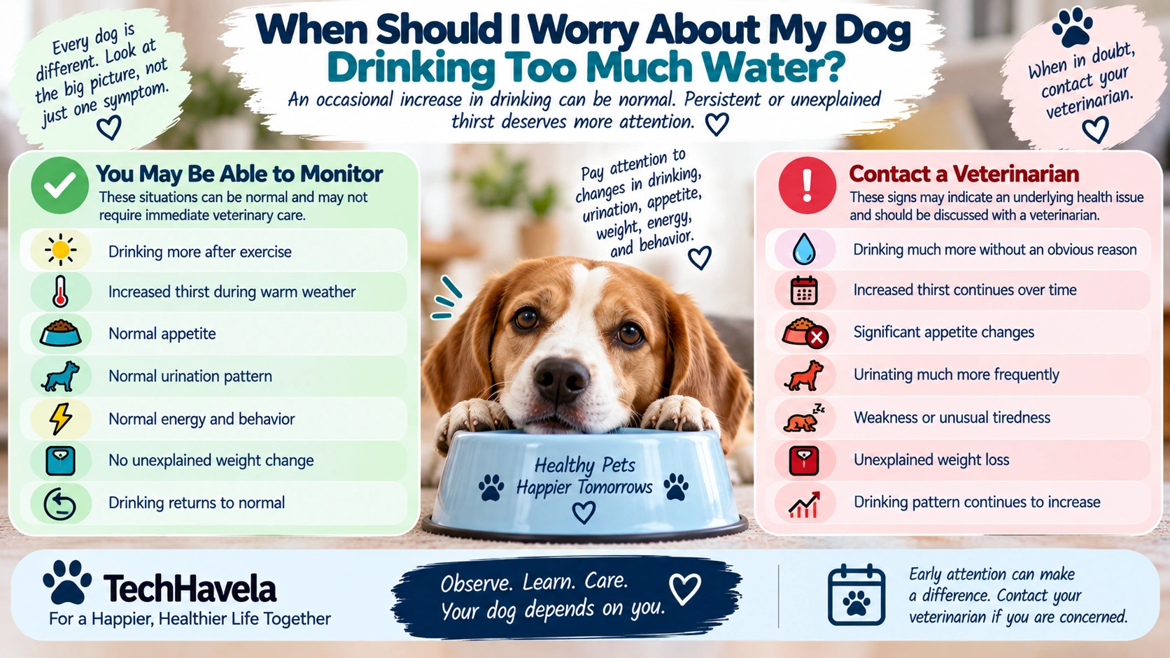 Dog drinking too much water warning signs and when to contact a veterinarian