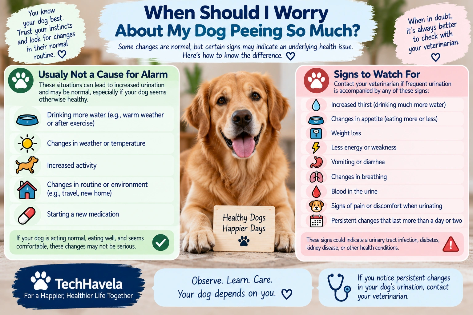 Dog peeing too much warning signs and when to contact a veterinarian