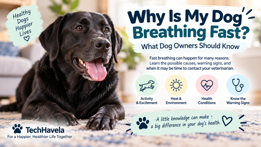 Why Is My Dog Breathing Fast - possible causes and warning signs