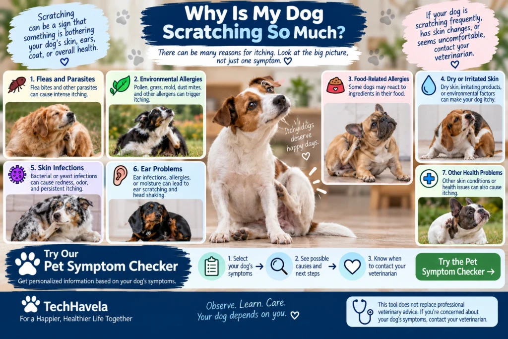Why Is My Dog Scratching So Much - common causes of itching in dogs